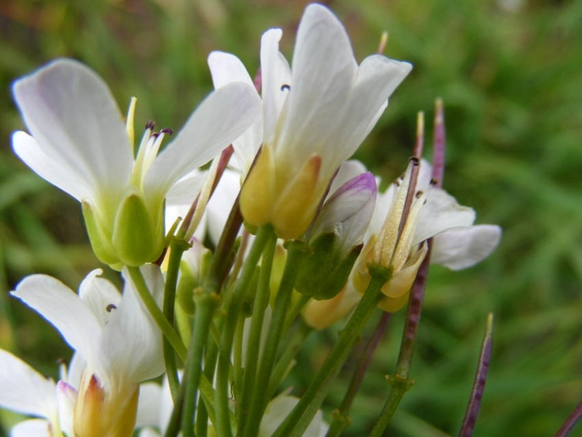 Cardamine amara / Billeri amaro